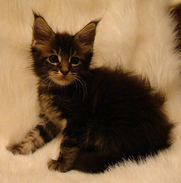     Catsvill County!   !    !       !!!    Catsvill County +7-926-544-74-09     .   ,   ,   ,    ,   ,  ,     ,   -,    ,   !